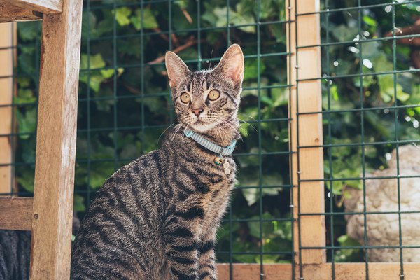 フェンス前にいる猫