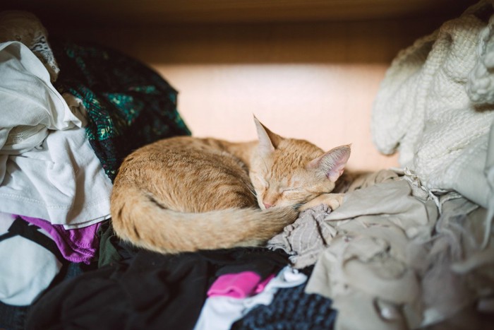 洋服の上で眠る猫