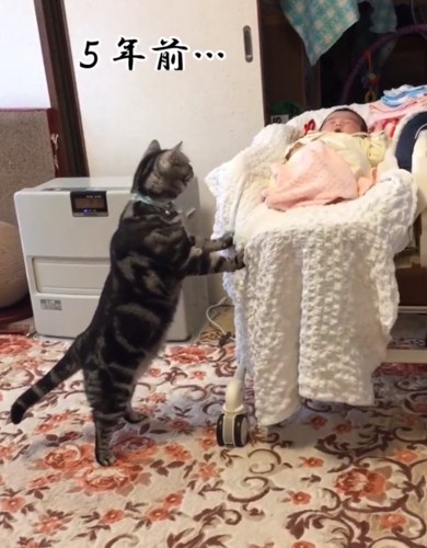 スウィングチェアを揺らす猫