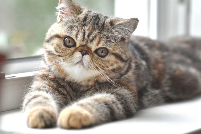 窓際で伏せて首を傾げるエキゾチックショートヘア