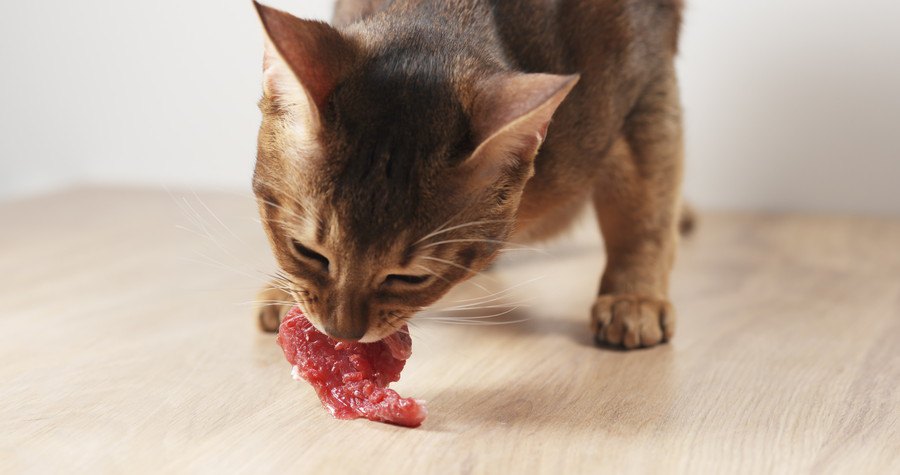 肉を食べる猫