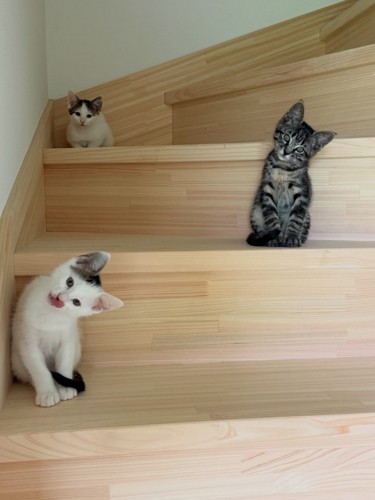 階段にいる子猫たち