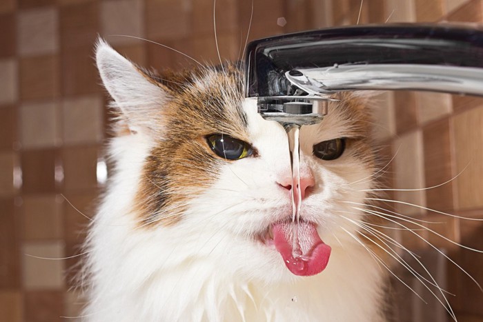 水を飲む猫