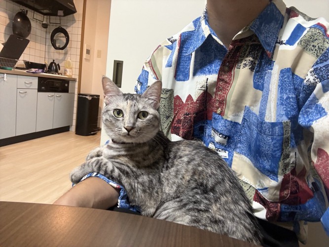 飼い主さんの膝の上でくつろぐ猫