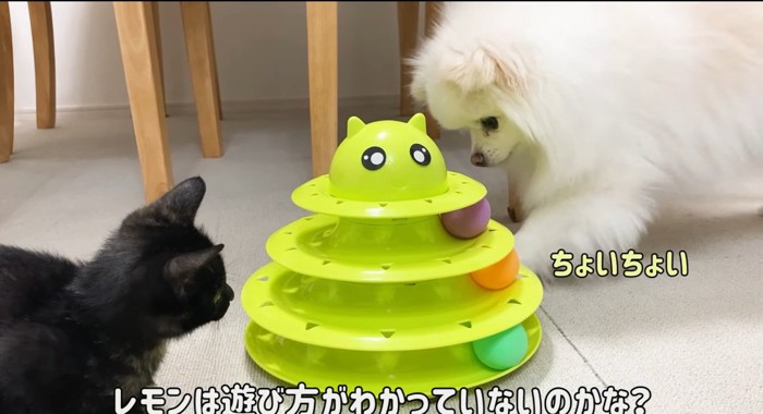 床を掻く犬