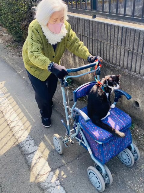 外を散歩するおばあちゃんとカートに乗る猫