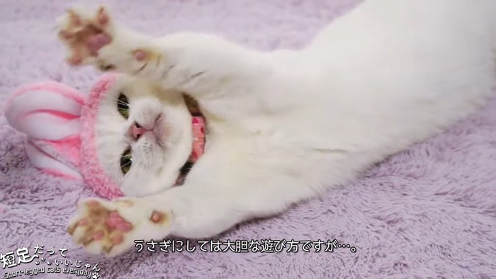 うさぎの帽子をかぶって前足をあげる猫