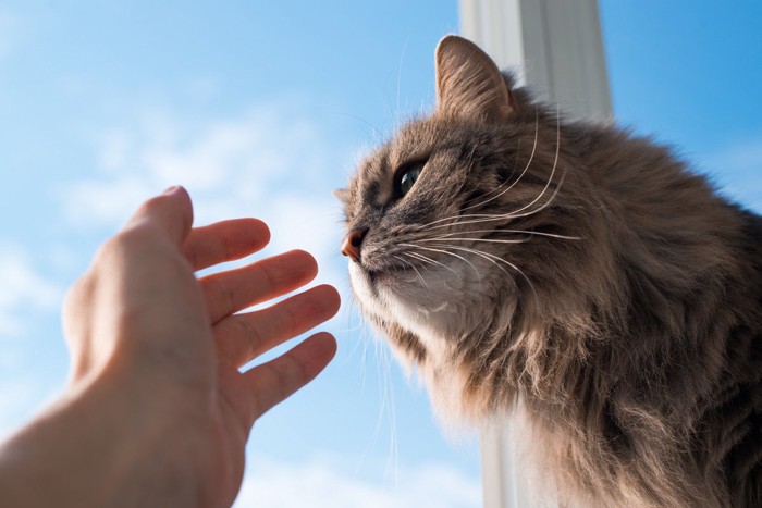 指先の匂いをかごうとする猫