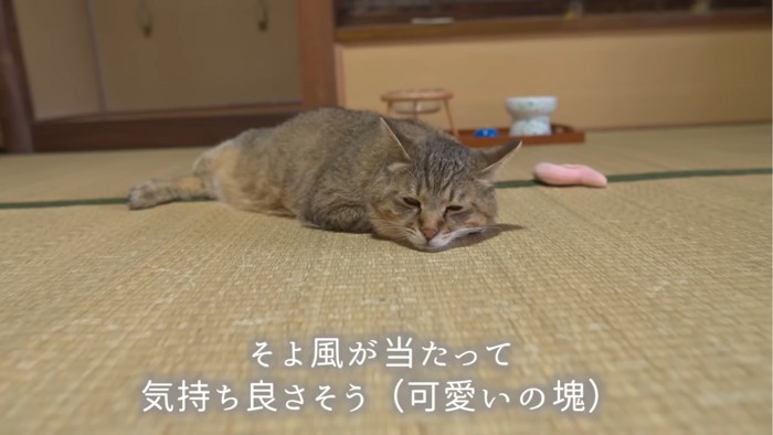 床に寝る猫