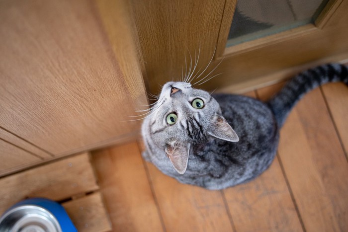 飼い主さんの出待ちをする猫