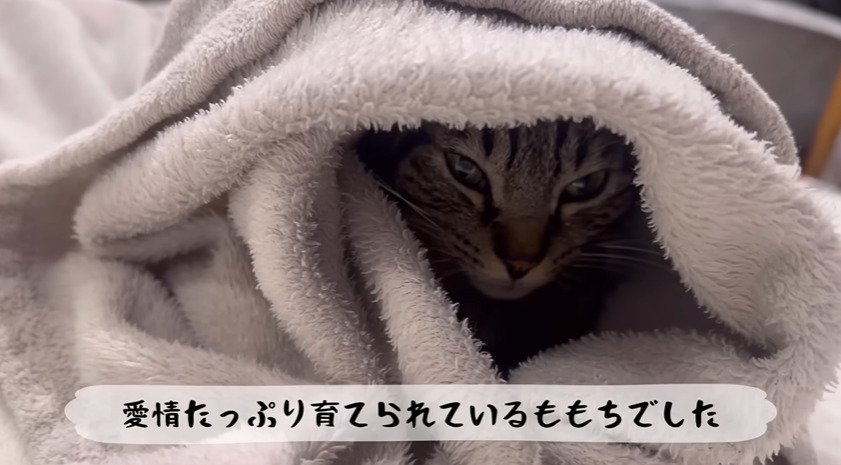 布団に包まる猫%%