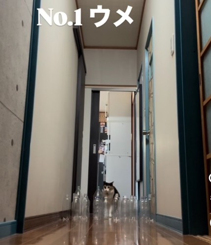 廊下の奥から歩いて来る三毛猫（NO.1ウメ）