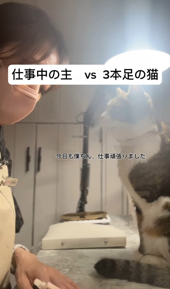 人の顔を見ている猫