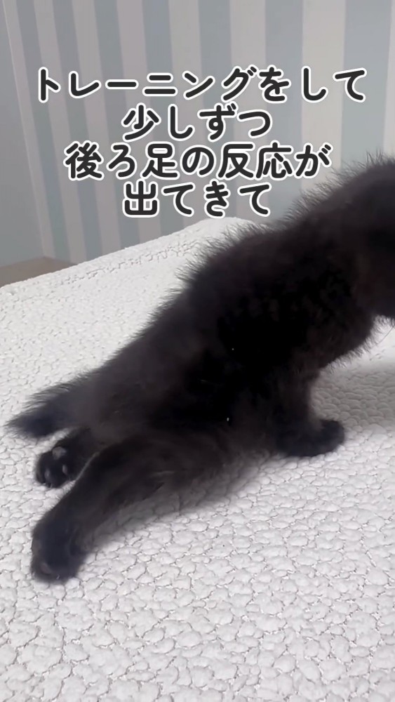 脚を引きずって歩く黒猫