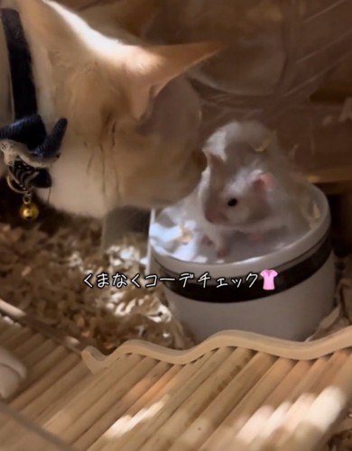 仲良しな猫とハムスター
