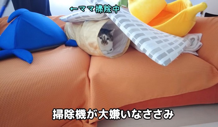 掃除機が嫌いな猫