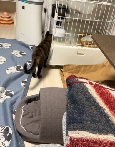 座る猫