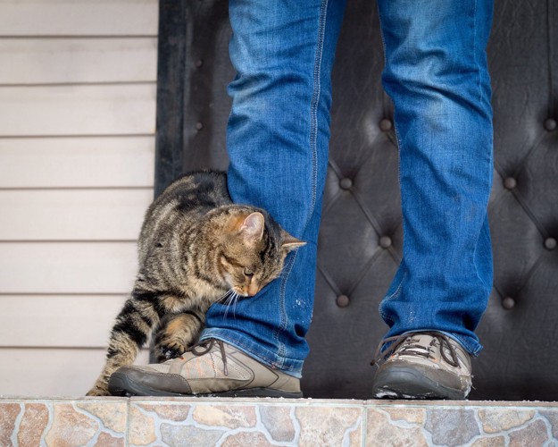 人の足に体を擦り付ける猫