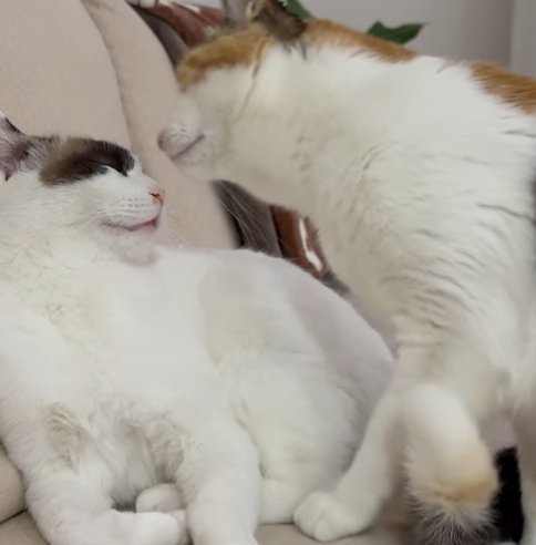 向き合う二匹の猫