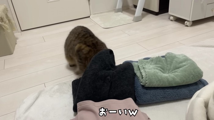 洗濯物に頭を突っ込むみにらくん%％「ズボ」