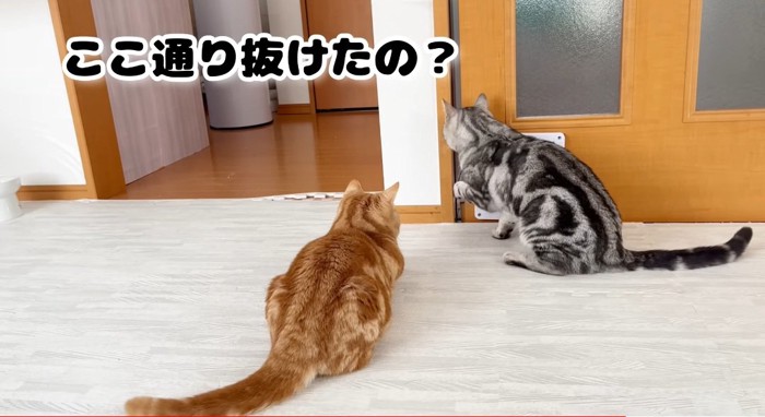 ドアの前の猫