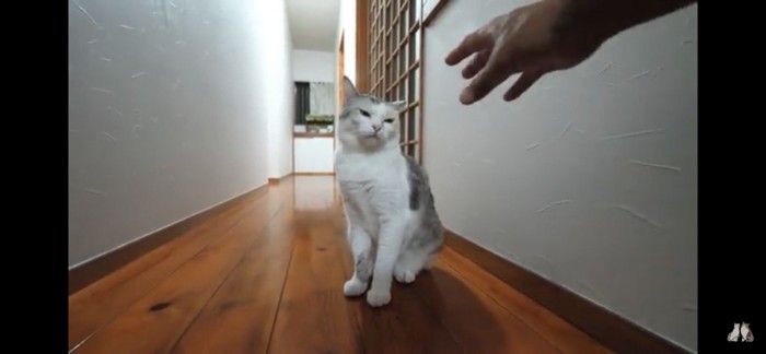 目を細める猫