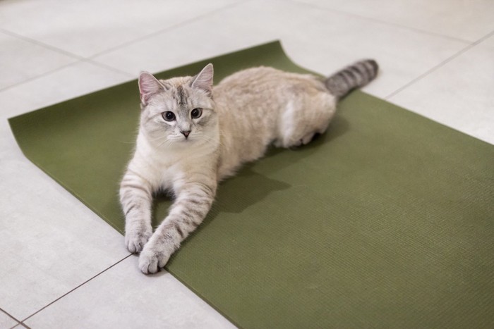 敷物の上に座る猫