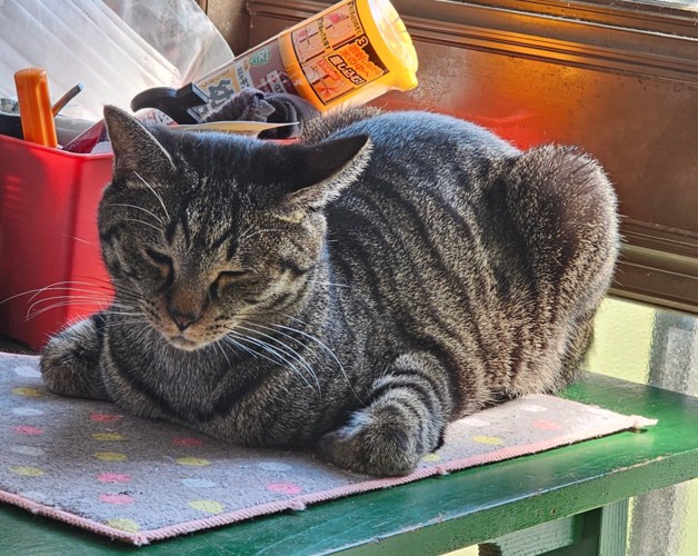 目を細めて香箱座りをする猫