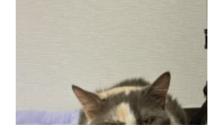 爪とぎにいる猫