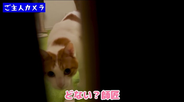 覗いている猫