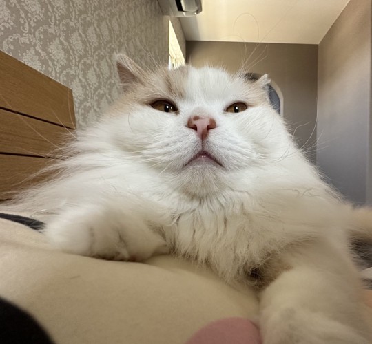 猫の顔