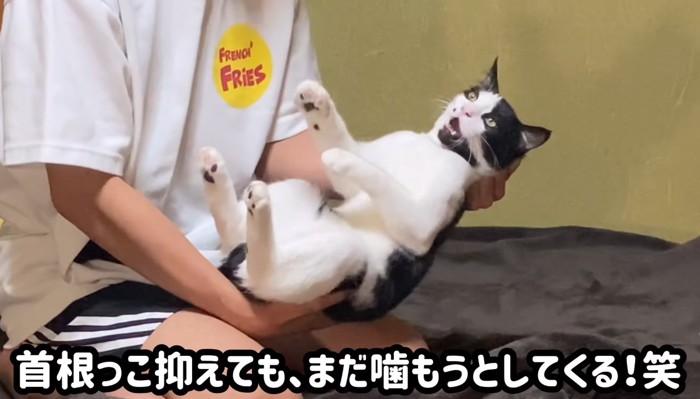 首元を抑えられている子猫