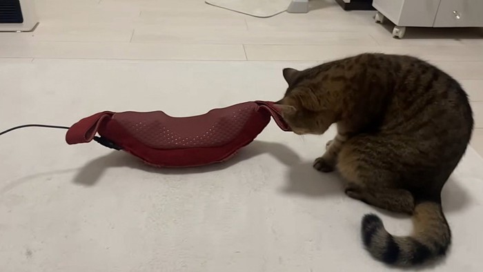 マッサージ機の匂いをかぐ猫