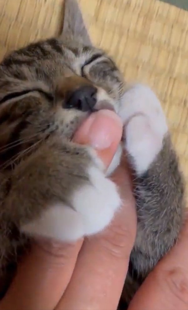 指吸いチコちゃん1