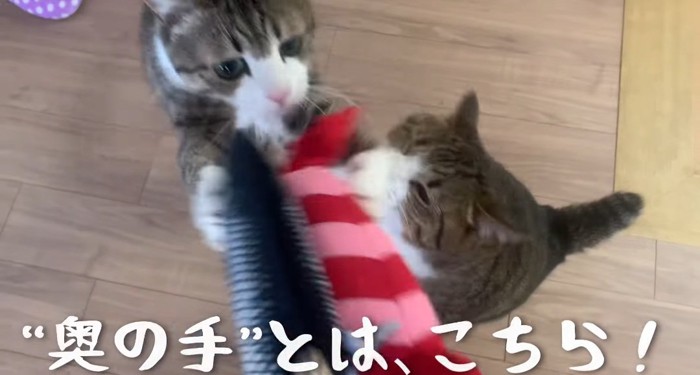 伸び上がる猫