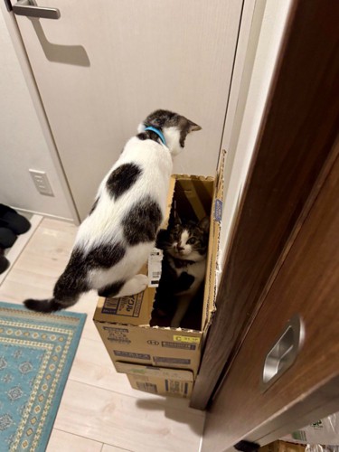 ダンボールでかくれんぼをする2匹の猫