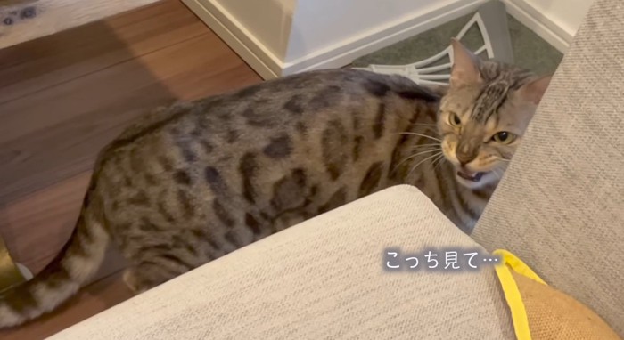 クラッキングする猫