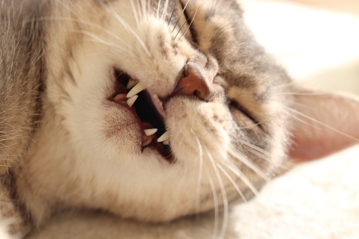 しかめっつらの猫