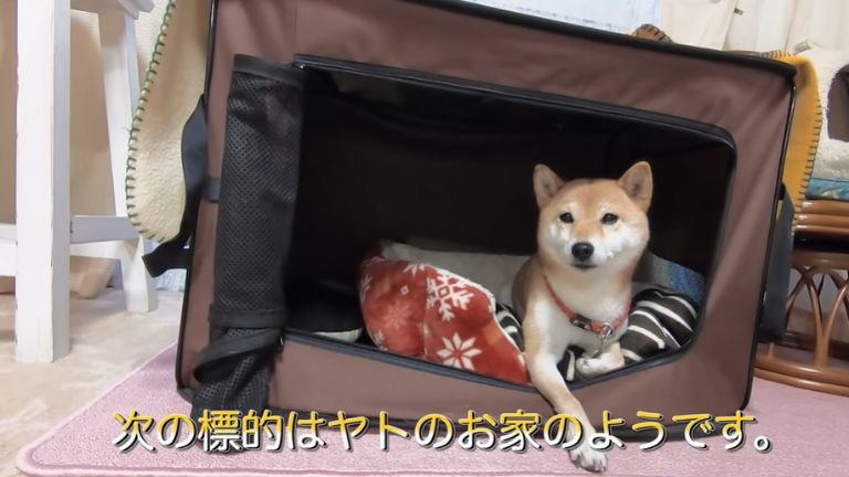 ペットハウスに入る犬