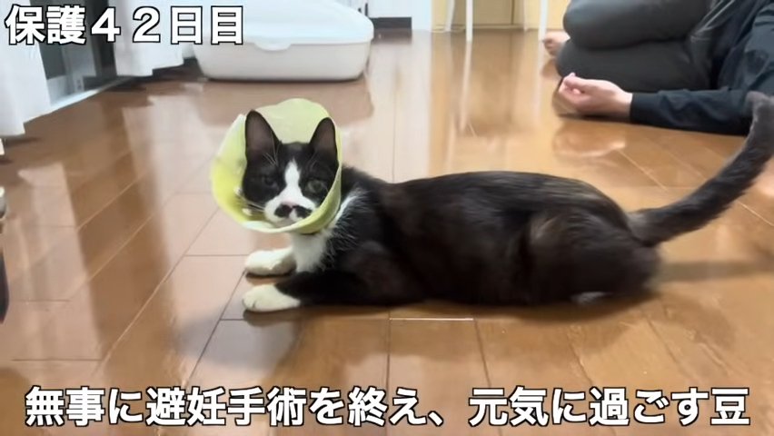 カラーをつけた猫