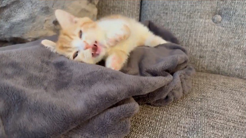 鳴く猫