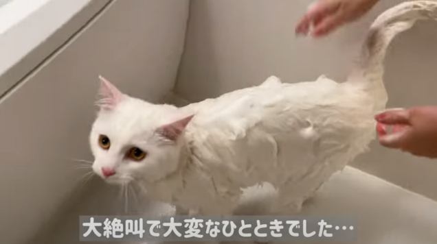 シャンプーされる猫