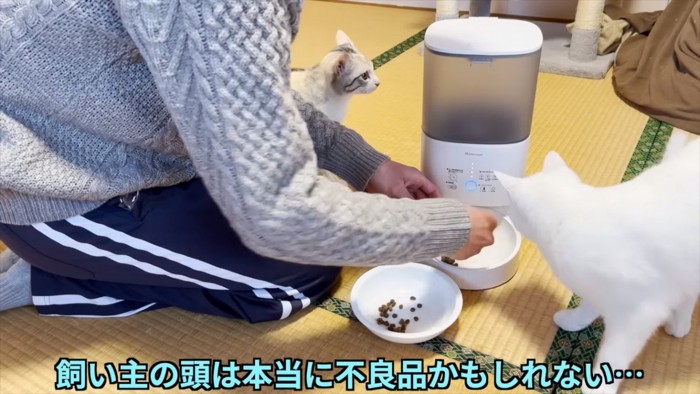 自分の頭を疑う飼い主