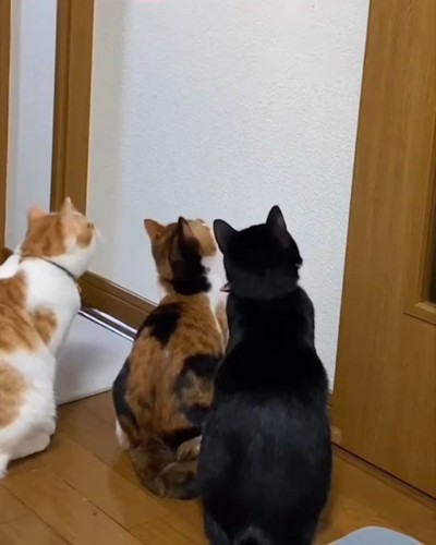 壁をみる3匹の猫