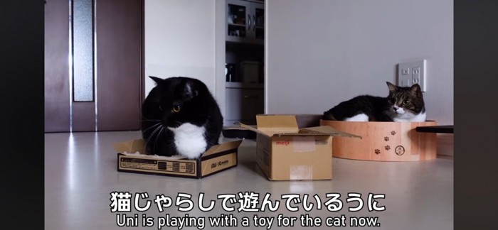 段ボールの中で座る猫