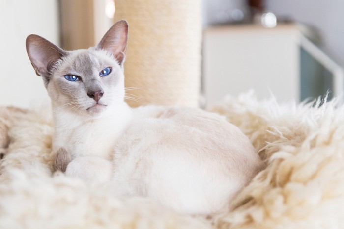 猫用ベッドの中でくつろぐシャム猫