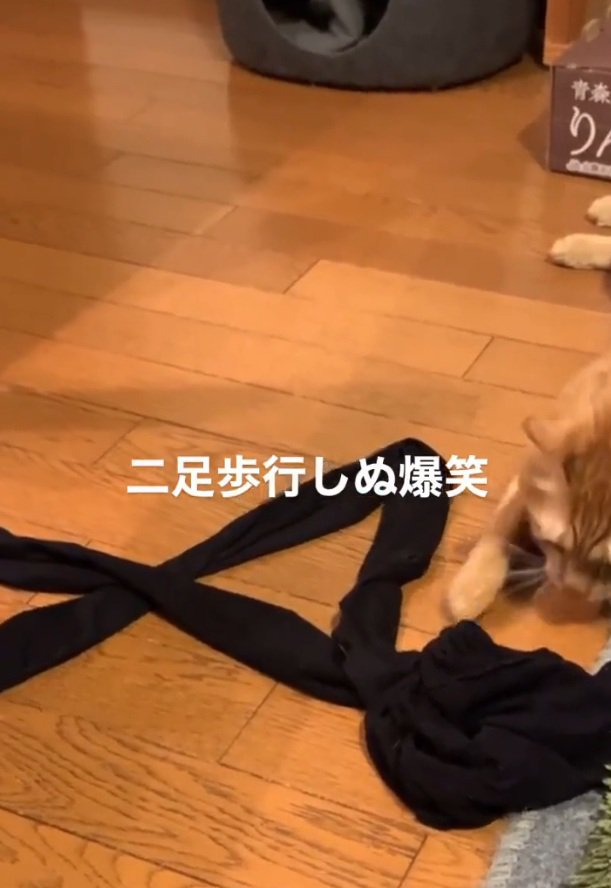 手を伸ばす猫