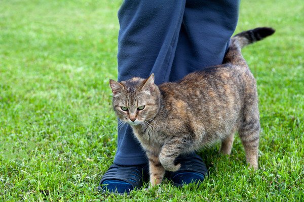 草原で足にすり寄るキジ猫