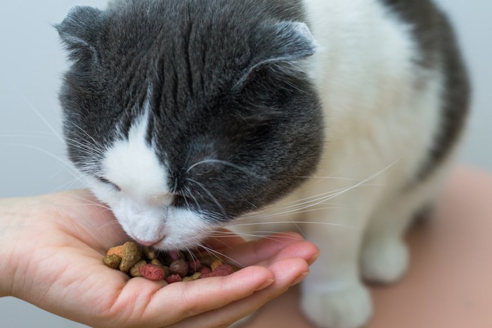 飼い主の手からご飯を食べる猫