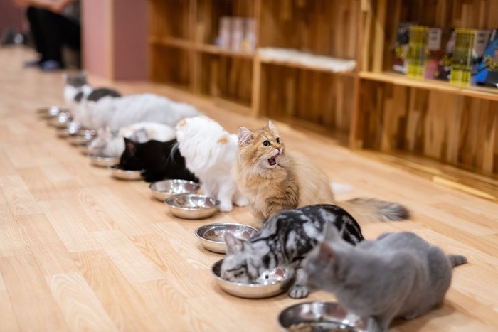 食事中の猫達